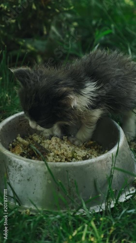 Young kitten lowers head to eat from worn bowl among tall grass, lit by soft daylight in sunny yard cat