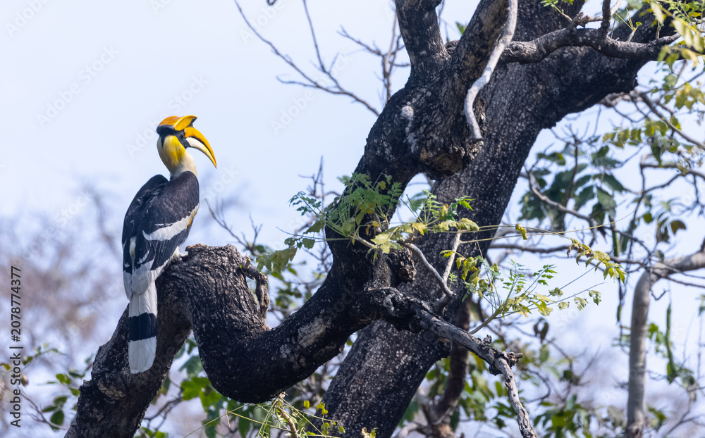 Fototapeta premium Great hornbill (Buceros bicornis) bird perching on tree at forest.