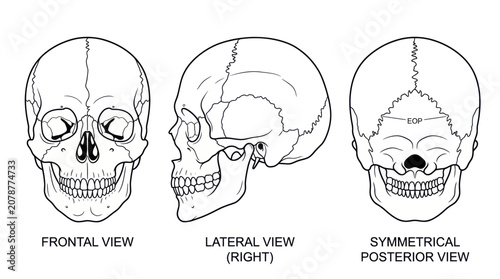 Tableau sur toile Human skull anatomy diagram showing frontal lateral and posterior views