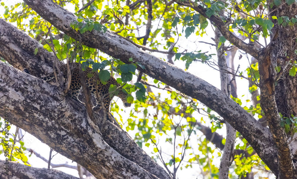 Fototapeta premium Leopard (Panthera pardus) sitting on branch of tree at the forest.