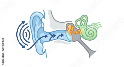 Fotografie Human Ear Anatomy Showing Sound Wave Transmission and Hearing Process