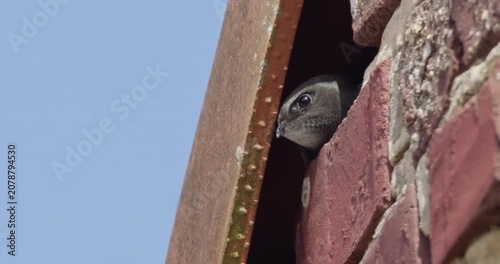 common swift close-up in nest