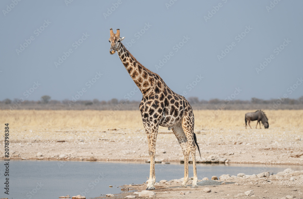 Fototapeta premium Giraffe at a waterhole in Etosha National Park, Namibia, Africa