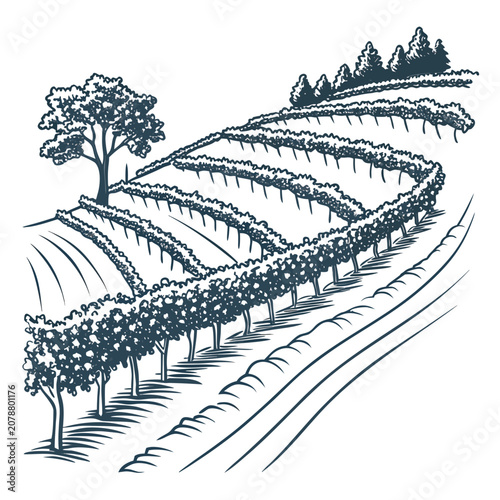 Bild auf Leinwand Detailed ink of a terraced vineyard on a hillside with rows of grapevines and a
