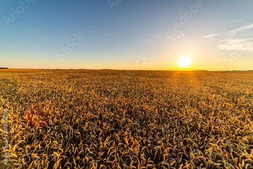 Photos Golden wheat field under sunset sky showing abundance