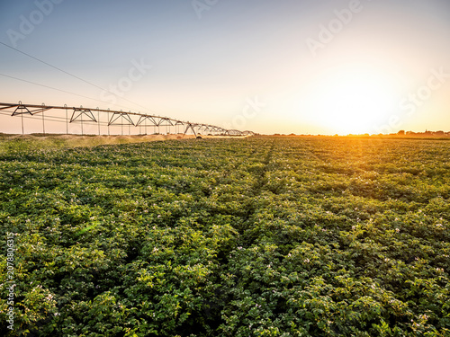 Farmland irrigation system watering potato field at sunset