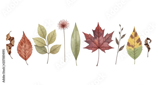 Cuadro en lienzo Autumn leaves, fall foliage, vector icons, 8 leaf types, colorful botanical illu