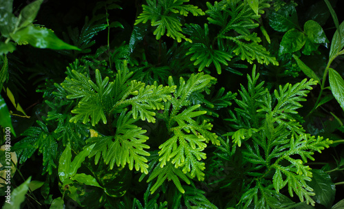 Фотография A fern type plant in a garden with green background texture wallpaper