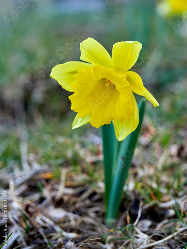 The Trumpet Narcissus: A Spring Wildflower
