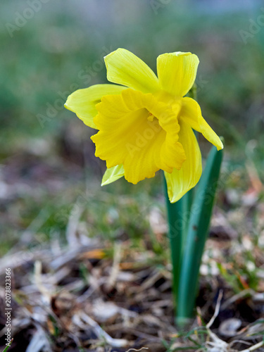 The Trumpet Narcissus: A Spring Wildflower