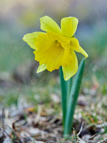 The Trumpet Narcissus: A Spring Wildflower
