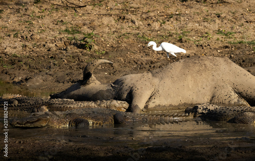 A group of crocodiles feeding on a dead water buffalo, Yala National Park, Sri Lanka