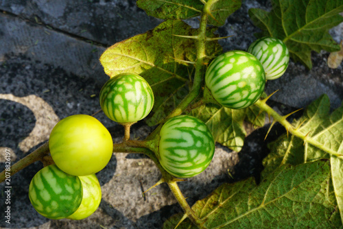 Foto Tropical soda apple fruits on spiny nightshade plant with striped unripe berries