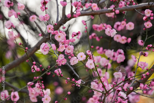 Bild auf Leinwand Pink Plum Blossoms in Spring Bloom