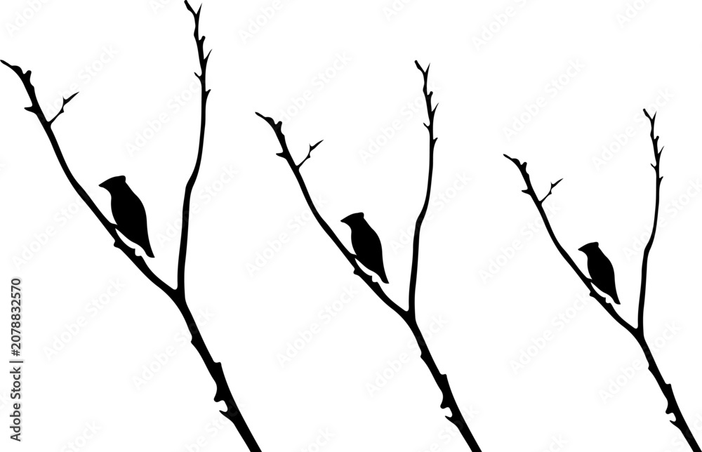 Fototapeta premium Black silhouettes of three small birds perched on thin leafless tree branches with silhouette