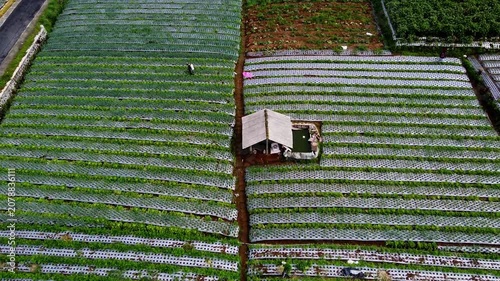 The fertile foothills of Mount Sumbing are suitable for spring onion plantations in Butuh hamlet, Magelang district.