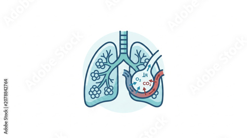 Human Lungs Anatomy Illustration Showing Respiratory System.