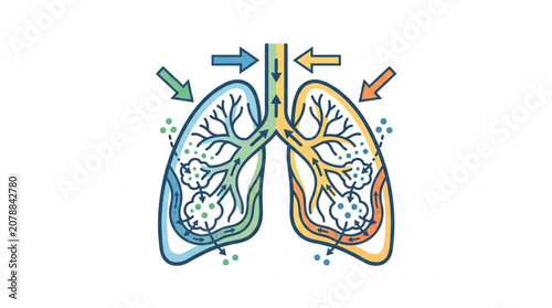 Diagram of human lungs showing airflow and gas exchange.