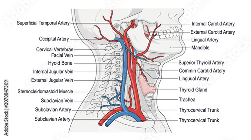 Bild auf Leinwand Human Neck Blood Vessels Anatomy Diagram.