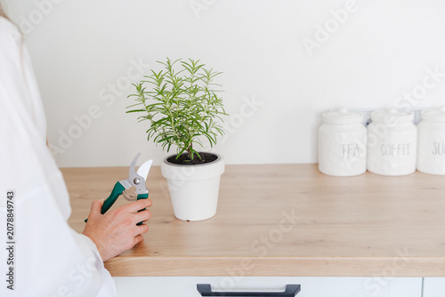 Woman holding pruning shears next to potted rosemary on kitchen counter