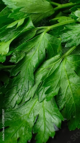 Fresh green parsley falling into the water slow motion vertical footage