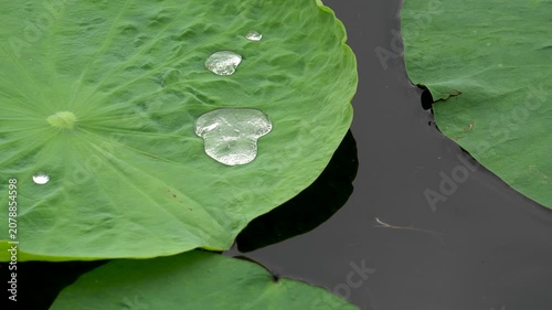 water droplets on the lotus leaf