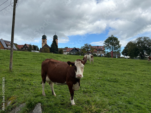 Cows graze on a green slope near the village
