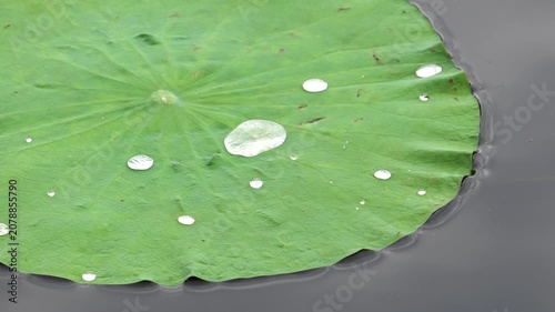 water droplets on the lotus leaf