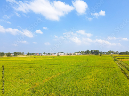 Golden rice paddies in tranquil countryside with idyllic harvest view and village homes under blue sky