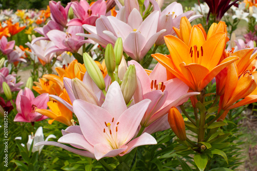 ユリの花の群生