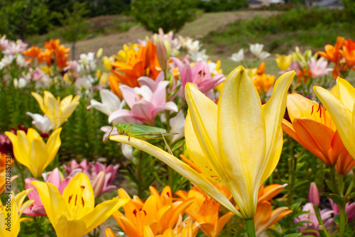 ユリの花の群生