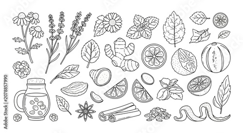 A collection of herbs and spices illustrations.
