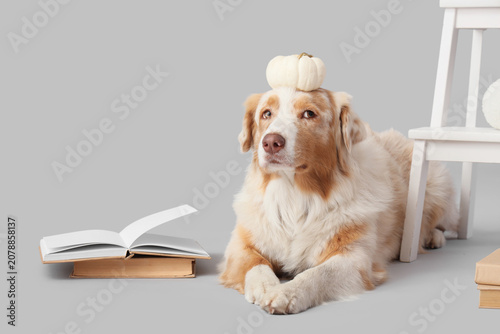 Cute Australian Shepherd do...