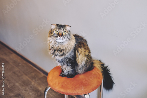 Bild auf Leinwand Fluffy tabby cat sitting alert on orange stool indoors with soft natural light