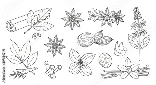 Foto A collection of various spice botanical illustrations.