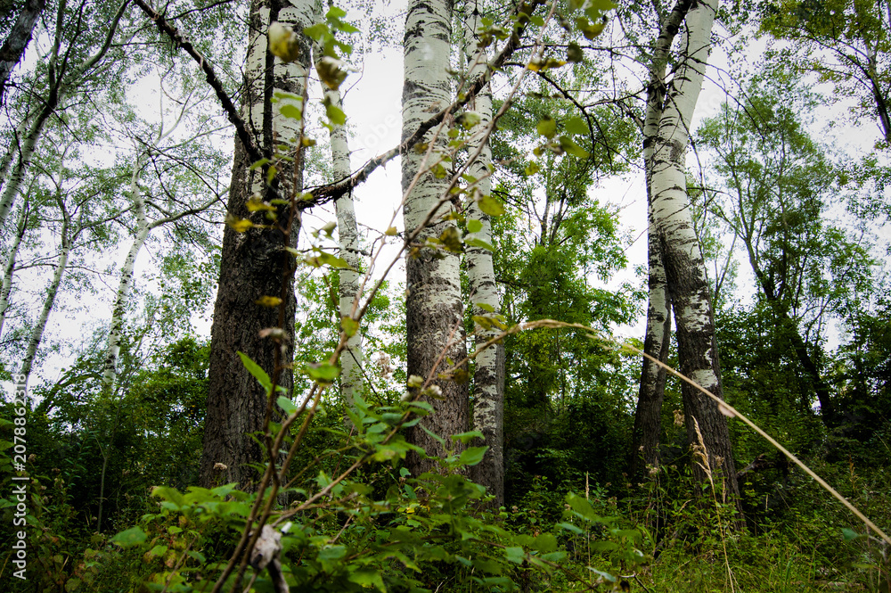 Fototapeta premium Scenic forest landscape with Populus trees in September