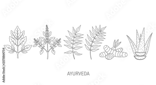 Fotografie Ayurveda herbs and plants illustration.