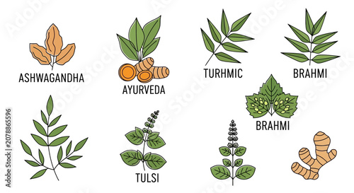 Quadro su tela Herbal plants and spices illustrations.