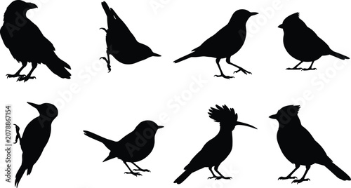 Bild auf Leinwand Bird Silhouette Collection with Perching Songbirds Woodpecker Crow and Hoopoe Ve