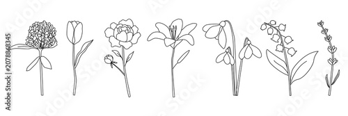 Elegant floral line art clover, tulip, peony, lily, snowdrops, lily of the valley, and lavender sprig, minimalist black outline perfect for decor, fashion