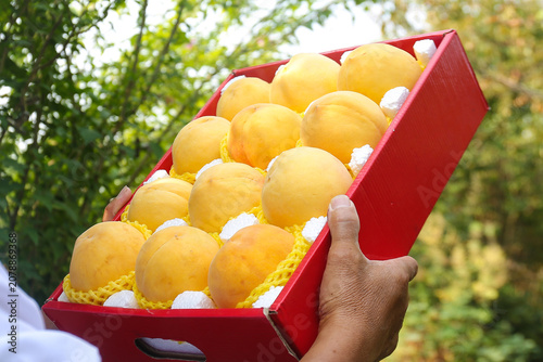 Fresh Yellow Peaches in Red Gift Box Outdoor Still Life Photography