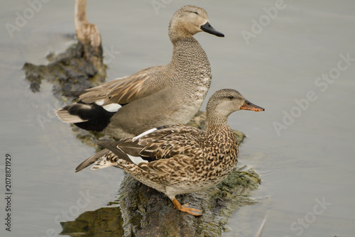Принти на полотні Close-up of a pair of gadwalls by the water