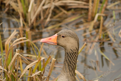 Photos Close-up of a goose's head