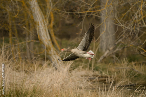 Foto goose in flight