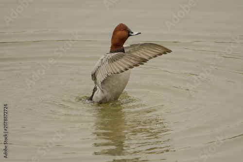 Foto Close-up of a male common pochard flapping its wings above the water