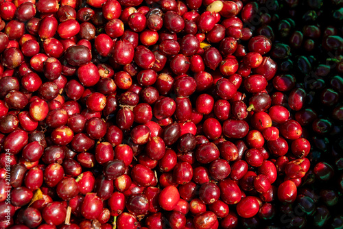 Canvastavla Coffee cherries freshly harvested, showing varying shades of red and dark maroon