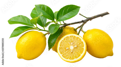 Fresh yellow lemons with green leaves on a branch, including whole lemons and one halved lemon showing internal segments, isolated on a white background, for food and, drink concepts
