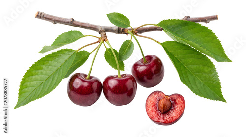 Fresh ripe cherries with green leaves on a branch, including whole cherries and one halved cherry showing the pit, isolated on a white background, for culinary and food