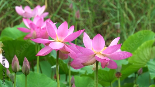 lotus flowers blooming in the lake of the summer park 