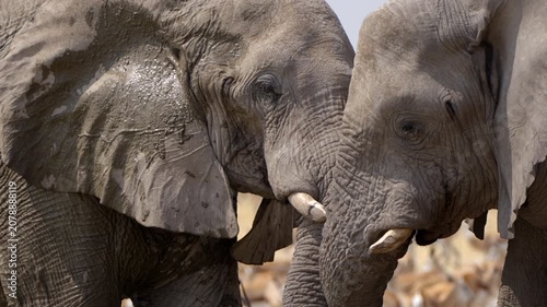 Close up shot of two African elephants showing affection, Etosha National Park, Namibia.